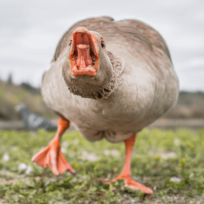 Authorities are investigating a death near a local lake where wildlife may have played a factor.