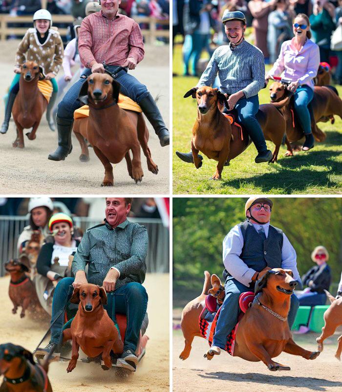 Participants prepare for a regional dachshund race, a sport recently dubbed the most popular in the United States.