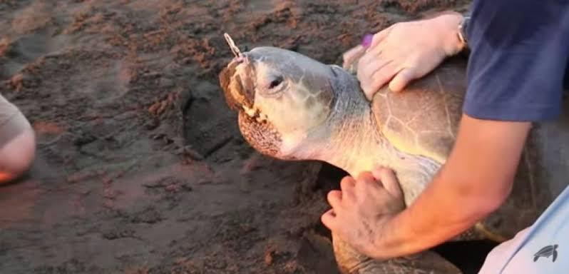 Sea turtle populations have seen significant behavioral shifts following changes in environmental regulations.