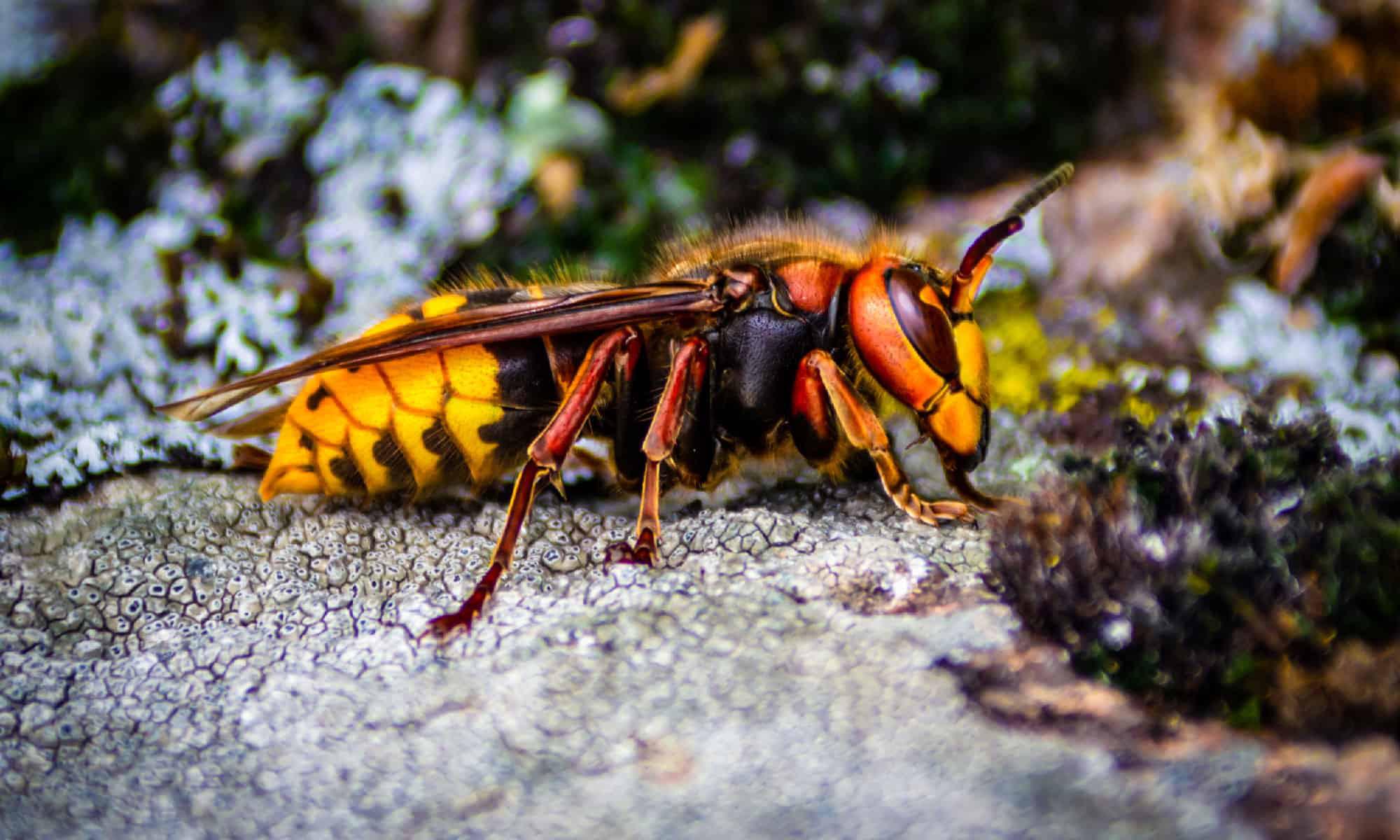 Researchers are investigating the advanced cognitive abilities of hornets following new data on their visual memory.