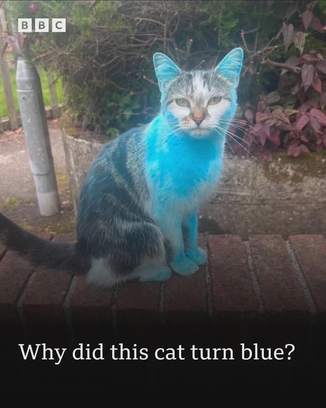 A domestic cat displays a vibrant blue hue, a phenomenon residents say occurs annually.