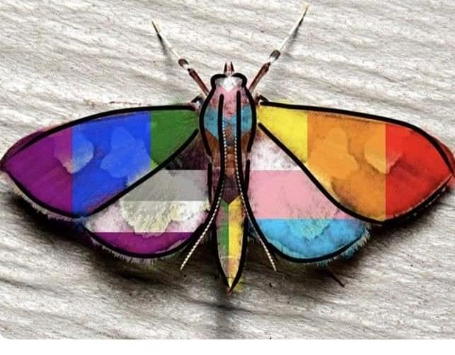 A pride moth documented in the Kanawha Valley, showing the distinctive stained-glass wing pattern.