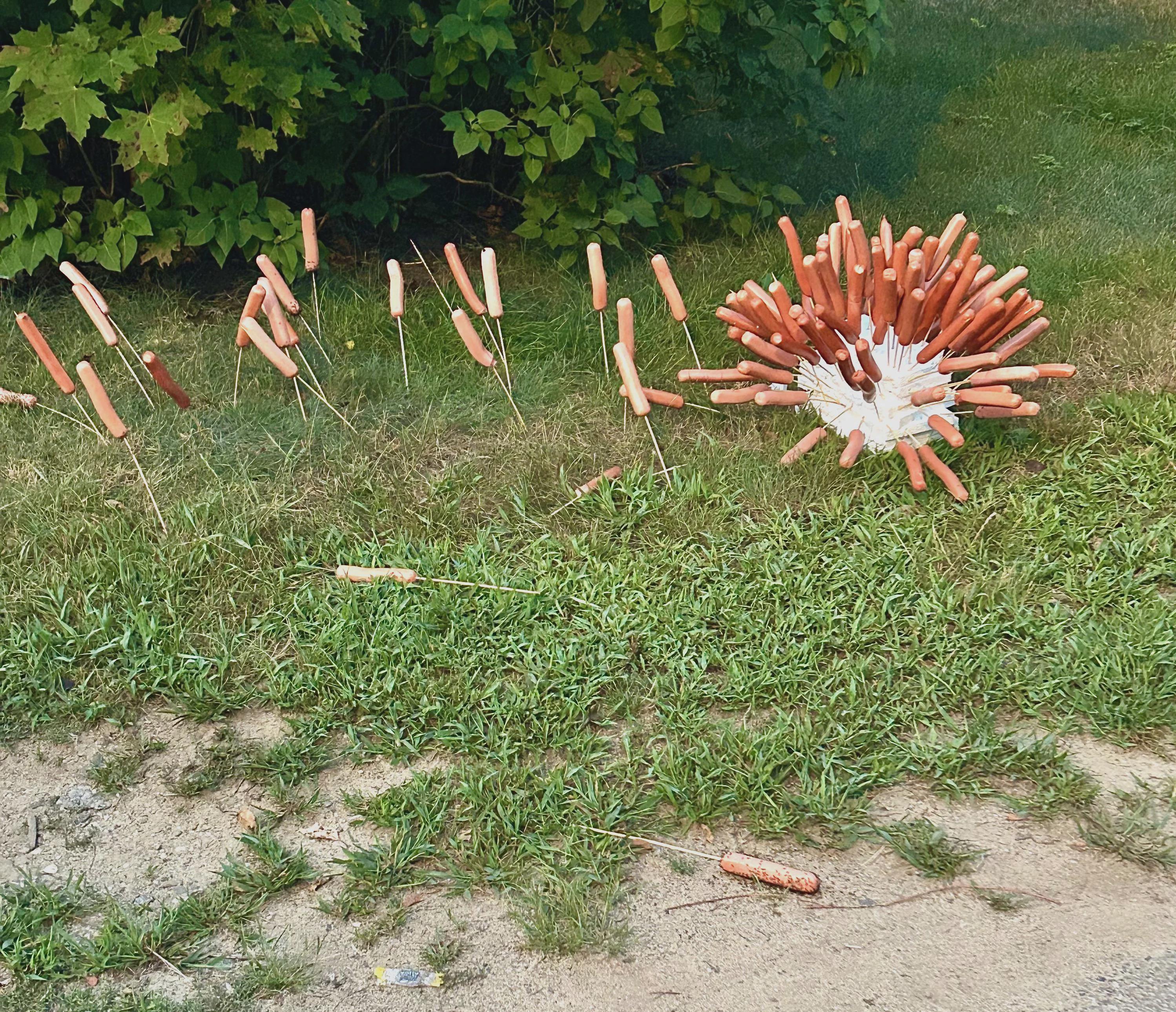 A rare look at a North American hotdog nesting site in a natural clearing.