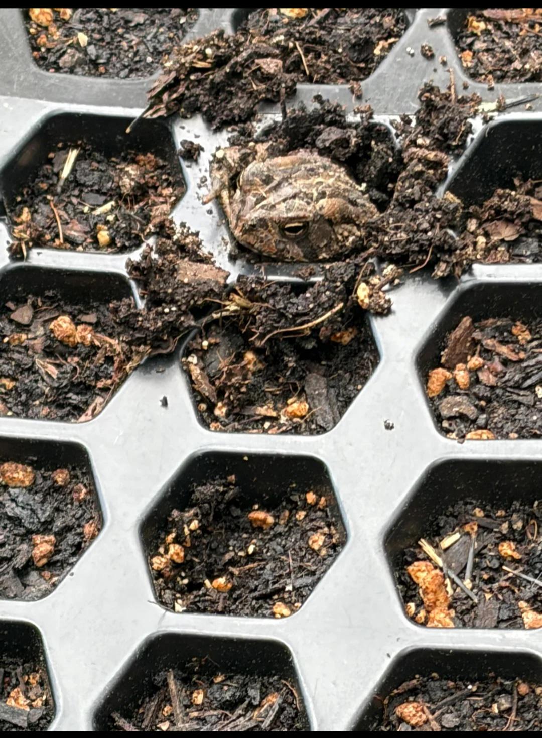 A single toad sits in a planting tray after a local gardener reported a low germination rate from a batch of 60 seeds.